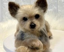 5名限定　愛犬のうちの子オーダーお作りします もう一度会いたい愛犬を羊毛フェルトでお迎えしませんか？ イメージ2