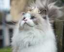 猫の神様タロットに聞きます 陽だまりみたいに優しく時には鋭く♡ 猫の神様からの伝言 イメージ4