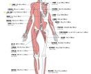 セラピストが絶対に知っておきたい解剖学を教えます 看護兼セラピストが教える〜免疫力を高める為に〜ツボおまけ付き イメージ3