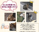 あなたのペットのお写真でLINEスタンプを作ります 愛犬・愛猫のお写真を毎日使える可愛いスタンプにします イメージ5