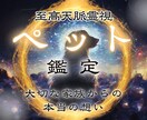 ペット鑑定｜霊視で大切な家族の気持ちを視ます 現在/虹の橋を渡った家族…あなたにメッセージを届ける イメージ1