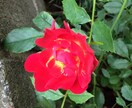あなたに寄り添って、聞きます ただただ聞きます。包み込みます。 イメージ6