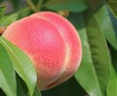 英日、日英翻訳承ります ★不自然な訳に困っていませんか？美しい日本語で翻訳致します★ イメージ1