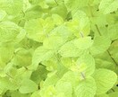10年以上、200人以上の実績、体験できます 10分でも深く整う！カラーセラピー✕量子エネルギーヒーリング イメージ1