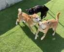 犬と一緒に楽しく暮らす工夫、アイデアをご提案します 掃除も世話も簡単にする工夫を図面やパースで作成します イメージ9