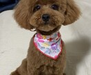 トイプードルのモデル写真・動画提供します 撮影シチュエーションご相談下さい イメージ6