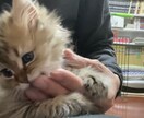 ネコのお話ししませんか？猫トークで盛り上げます 愛ネコYouTuber！猫たちの成長記録や難病克服日記配信 イメージ8