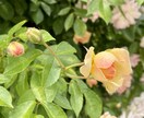 満たされない想いや不倫相談etc何でもお聞きします アラフィフ元公務員（w不倫経験有・子供2人）のよろず人生相談 イメージ9