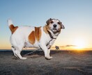 生き生きとしたペットの写真を撮影します 動きのあるペットの写真を残しませんか！ イメージ7