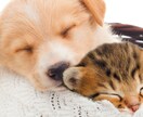 ペットのお話聞きます 皆さまのペット自慢聞かせてください♪ イメージ2