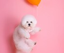 可愛くペットの写真を撮ります まるでスタジオのような写真が撮れます♪ イメージ2