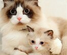 少しでも♪癒されたい♪何でもききます トークルームで何通でもLINE感覚でやりとりします♪ イメージ6
