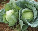 キャベツの育て方教えます 自身でキャベツを育ててみたい方必見です！ イメージ2