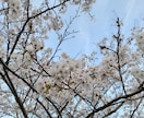 日本の神様系のヒーリングをアチューメントします 日本の神様エンパワメント⭐木花咲耶姫様の桜花ヒーリング⭐ イメージ4
