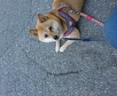 愛犬の噛み癖・落ち着き本格調整します 占術フル＋音で心と波動を徹底調整 イメージ1