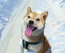大切なペットのイラストを作成します 写真を形にしませんか？色鮮やかで細かいタッチのイラスト作成 イメージ4