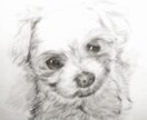 ペット似顔絵描きます ～やわらかい感じの手書き鉛筆画～ イメージ2