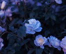 ご案内者様限定✨霊感霊視で鑑定いたします 気づきと癒しをお届けいたします。 イメージ4