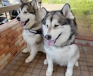 大型犬と猫の飼い主。飼い方やお手入れ相談乗ります アラスカンマラミュートのしおむすび♡愛犬愛猫のお悩み相談室 イメージ5