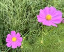 女性の日常のお悩みなど、お話しお聞きします 【お悩み相談】お話聞きます✨より良い人生にしていきたい方へ イメージ6