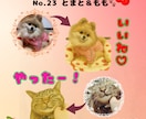 愛犬・愛猫  オリジナルLINEスタンプ作ります お気に入りの写真から世界に一つだけのLINEスタンプに⭐︎ イメージ8