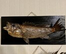 虫の標本製作、魚類、蛇の剥製製作承ります 虫、魚、蛇を標本、剥製にしたい方はご依頼ください！ イメージ4