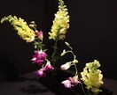 お花をペットポドルで飾れるように教えます 華道師範所有者が、華道の要素を活かして、お教えします。 イメージ8