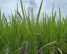 現役農薬メーカーが農作物のお困り事解決します 農薬販売経験者による雑草、病気診断！解決策まで！ イメージ3