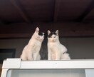 気軽にお話しましょう。あなたに寄り添います 雑談、相談、話し相手がただほしいというあなた、お待ちしてます イメージ3