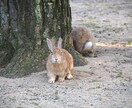 PSWがメンタルヘルスの相談にのります 精神保健福祉士で発達障害者のピアカウンセリング イメージ1
