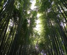 人間関係、介護、などお話を聴かせていただきます ２人の子育て、親の介護を経験している60代主婦。 イメージ1