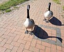 イギリス生活についての情報提供します。ます 在英22年の経験を活かしてあなたのお手伝いします。 イメージ4