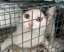 犬猫の悩みごと、何でも相談にのります 保護犬猫ボランティア歴6年。気軽にご相談ください！ イメージ9