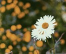 今だけ10枚で1000円！エモい画像を作成します 送って頂いた画像をエモく加工します。なるべく要望に答えます イメージ3