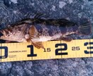海釣りで魚を釣りたい初心者の方へコツ教えます ファミリーフィッシングでお子さんに魚を釣らせたい方なども イメージ3