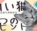 見やすい、わかりやすいサムネイル作成承ります 【最安】費用を抑えたい方はぜひ！(VLOG・ホラー・ペット) イメージ1