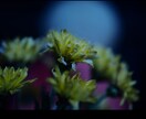 花のおしゃれなオリジナル写真素材を提供します WEBサイト・ロゴ・バナーなどに！4608 x 3456 イメージ4
