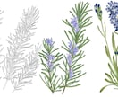 植物・花・ボタニカルのイラストを制作します パッケージや書籍に使える植物や花のイラストならお任せください イメージ1