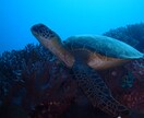 水中写真の素材提供おこないます クマノミやウミウシ、洞窟、地形など撮影してます。 イメージ1