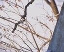 白飛びや黒つぶれで失敗した写真を復元します せっかく撮った写真をキレイにしましょう! イメージ2