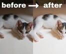 あなたの大切な写真を、さらに綺麗にします 人、動物、風景などの写真加工。大切な写真をより良いものに＊ イメージ1