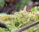 土地や家のエネルギーを数値化し、調整致します 波動測定し0~+17の範囲で数値化してお伝えいたします。 イメージ1