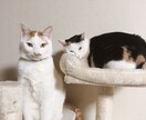 あなたの抱えている悩みや不安に寄り添います 話を聞いてほしいけど、カウンセリングに行けないあなたへ イメージ3