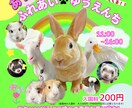 動物関係、子供向けチラシを作成します 大人から子供まで目で見て楽しめる作品をお届けします イメージ1