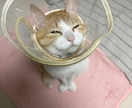 愛玩動物看護師がペットのお悩み解決します イヌネコ(エキゾチック応相談)愛玩動物看護師にお悩み相談 イメージ1