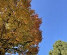 秋の風景写真、5枚→10枚提供します 加工、商用利用OK！各種静止画投稿・動画の背景に使えます イメージ9