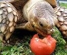 ペットのお世話のお悩み解決します ペットのお世話でお困りの方ご相談下さい! イメージ4