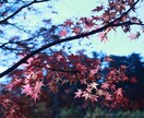 花や風景の写真販売します 癒されたい画像を使いたい方に！ イメージ3