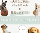 大切なペットの鑑定を霊感霊視霊聴でみます 純度の高い力☆国に書物が残る霊感霊視家系の力でみます イメージ1