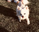 ペットのしつけ・悩み相談できます しつけ、ペットの老後について経験談から相談できます！ イメージ1